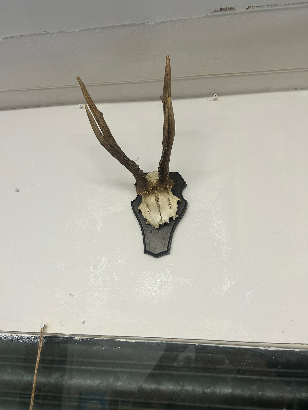 Vintage Roe Deer Antlers on Shield