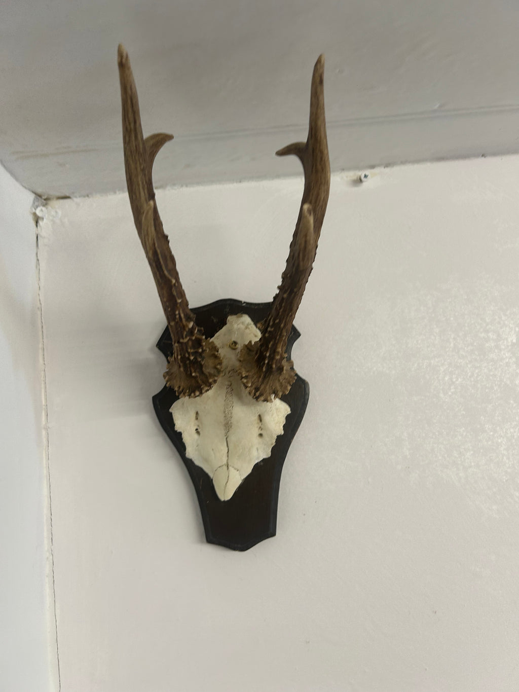 Vintage Roe Deer Antlers on Shield