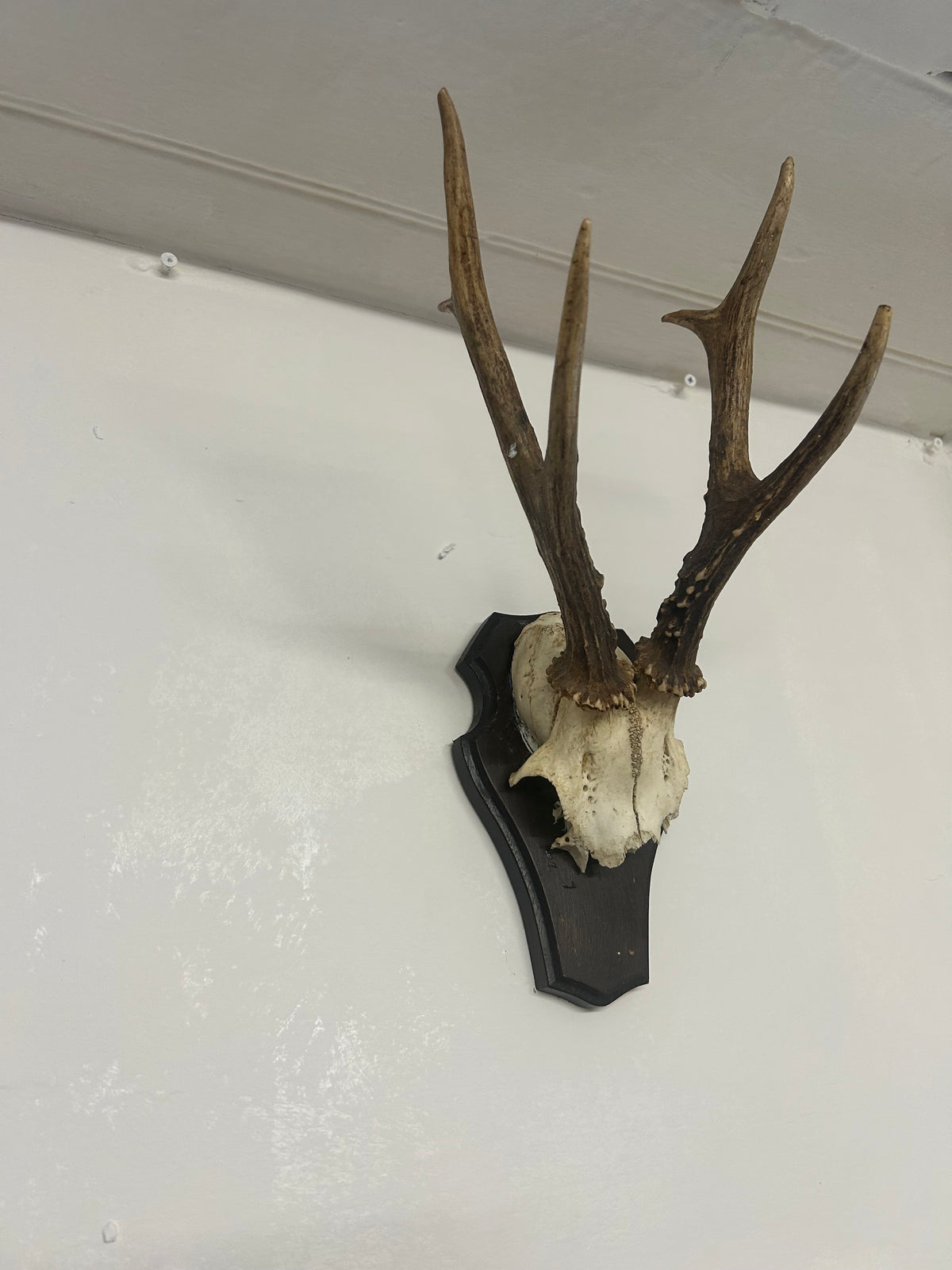 Vintage Roe Deer Antlers on Shield