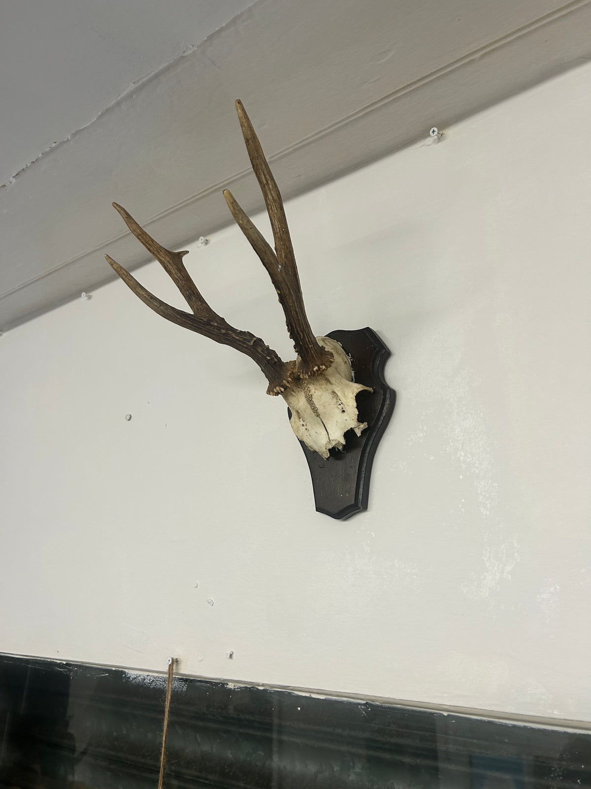 Vintage Roe Deer Antlers on Shield