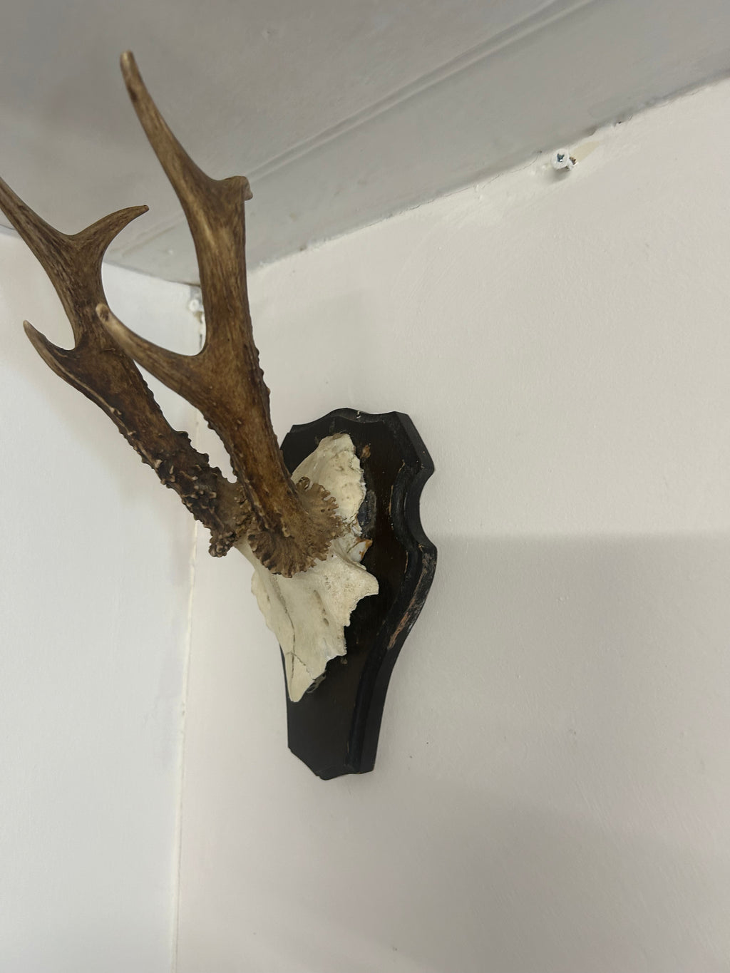 Vintage Roe Deer Antlers on Shield