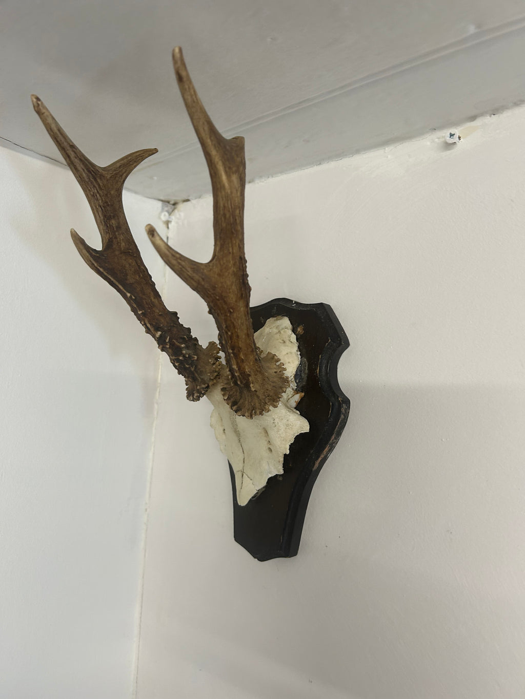 Vintage Roe Deer Antlers on Shield