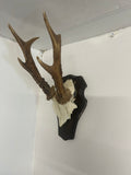 Vintage Roe Deer Antlers on Shield