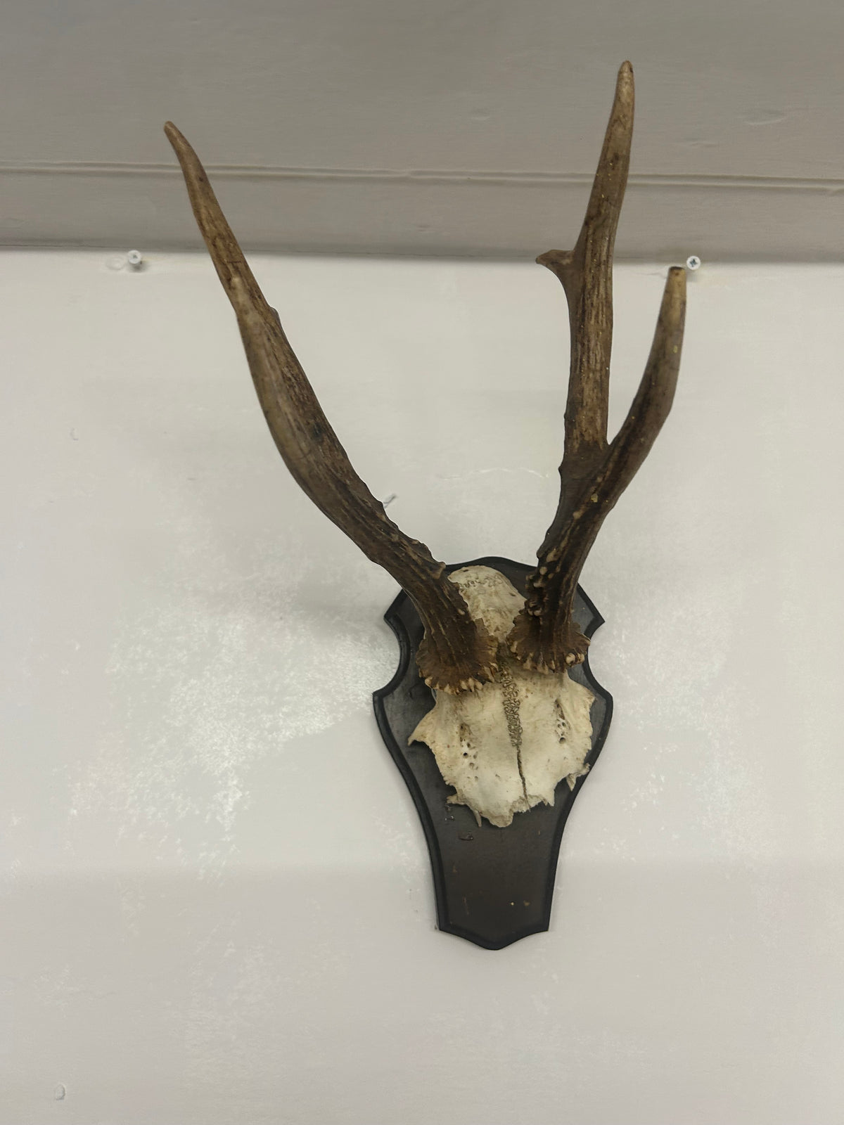 Vintage Roe Deer Antlers on Shield