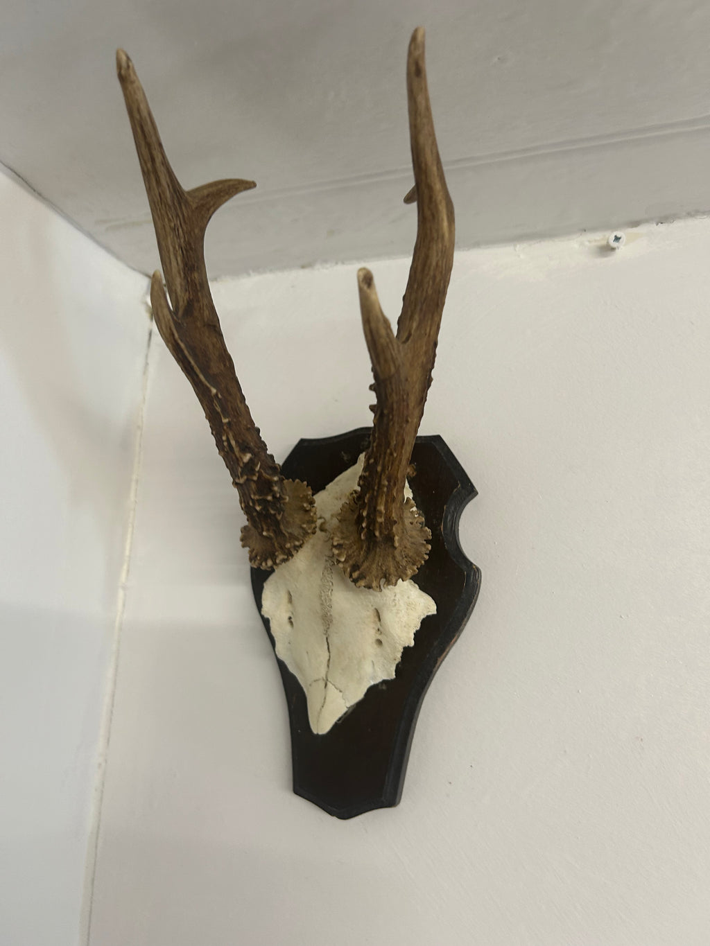 Vintage Roe Deer Antlers on Shield