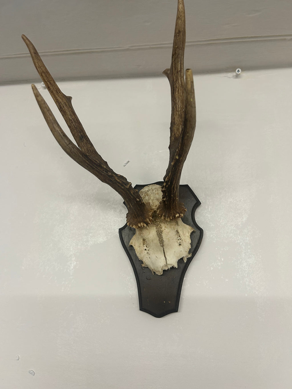 Vintage Roe Deer Antlers on Shield