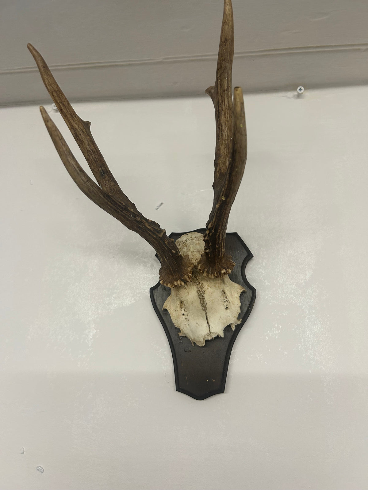 Vintage Roe Deer Antlers on Shield